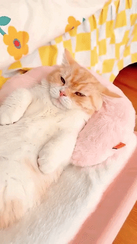 Cama Colgante para Gatos y Perritos: El Lugar Perfecto para tu Mascota